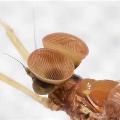 Baetidae sp. (family)