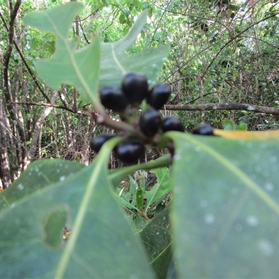 Planchonella obovata