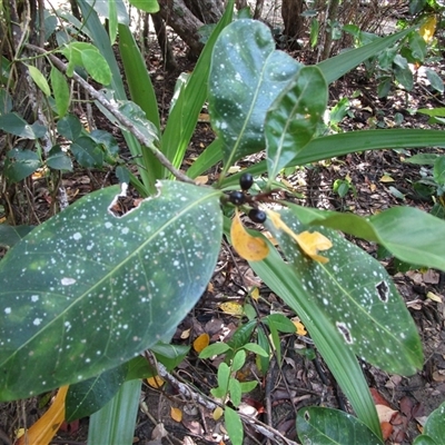 Planchonella obovata