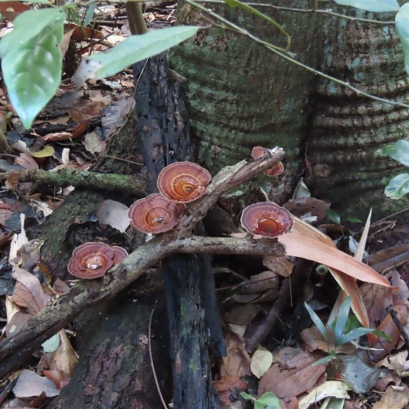 Microporus xanthopus