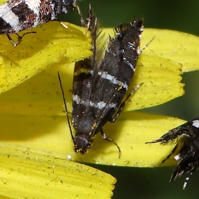 Glyphipterix platydisema