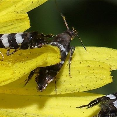 Glyphipterix platydisema