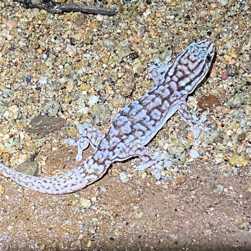 Gehyra versicolor