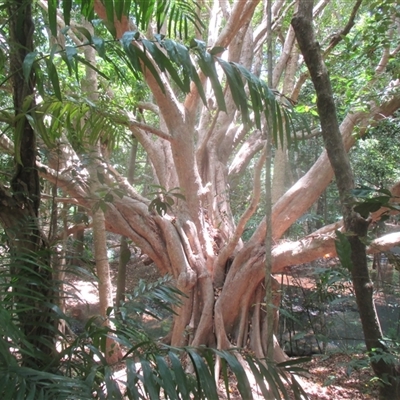 Syzygium tierneyanum