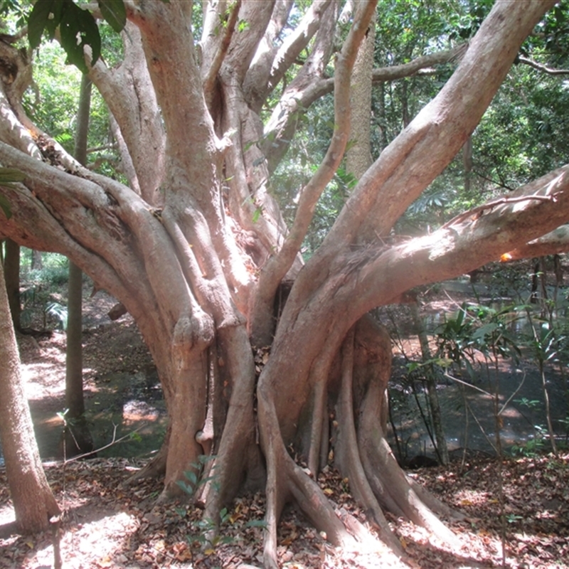 Syzygium tierneyanum