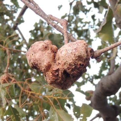 Brachychiton populneus gall