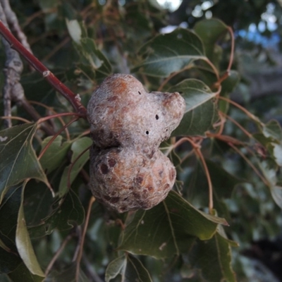 Brachychiton populneus gall