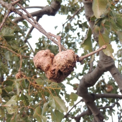 Brachychiton populneus gall