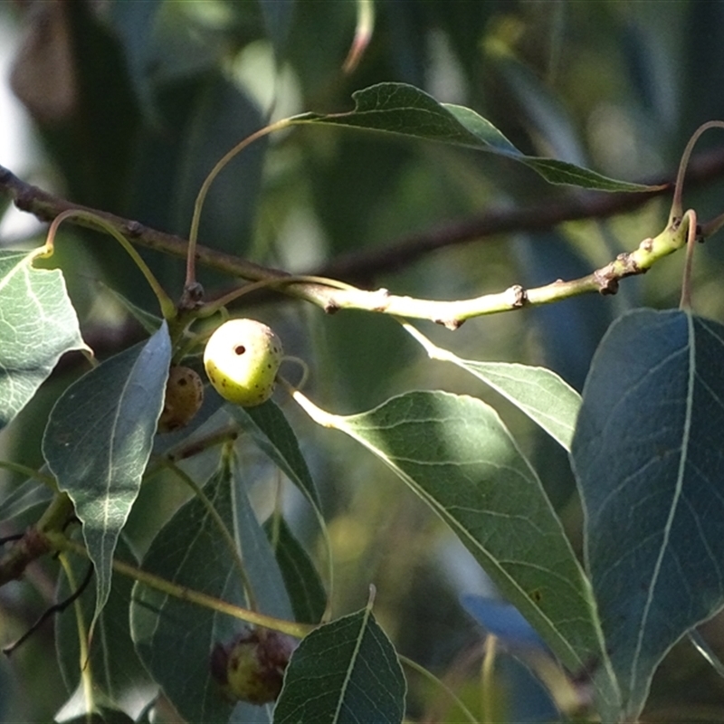 Brachychiton populneus gall