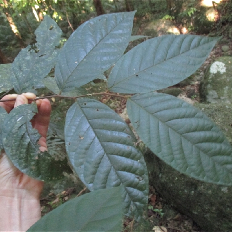 Prunus turneriana