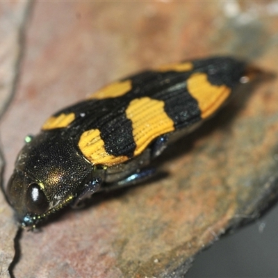 Castiarina imitator