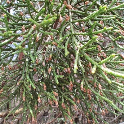 Athrotaxis cupressoides