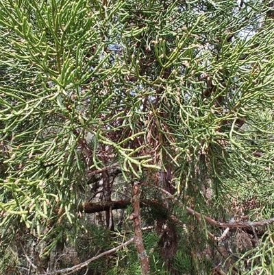 Athrotaxis cupressoides