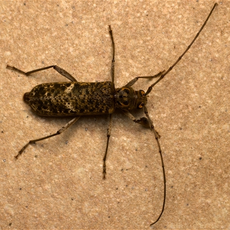 Phacodes mossmanni