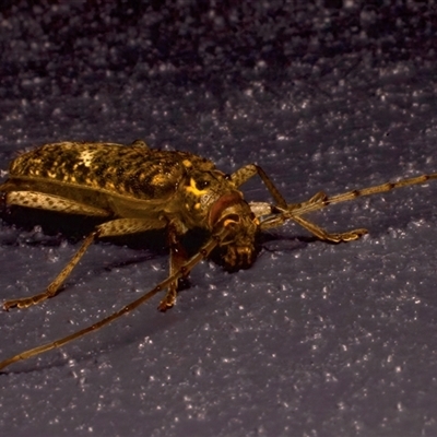 Phacodes mossmanni