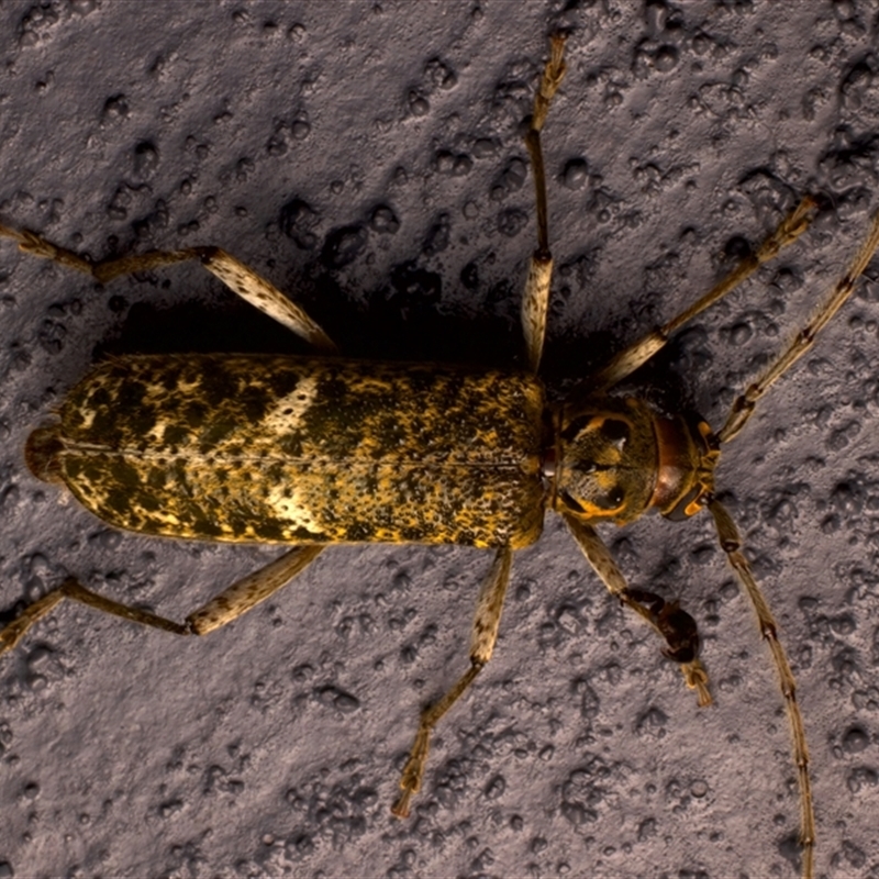 Phacodes mossmanni