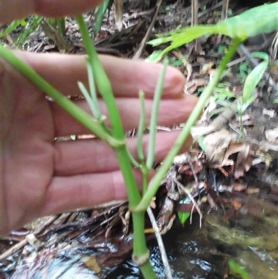 Piper umbellatum