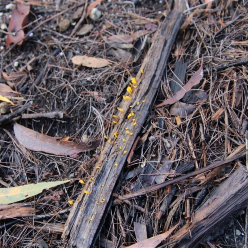 Calocera sp.