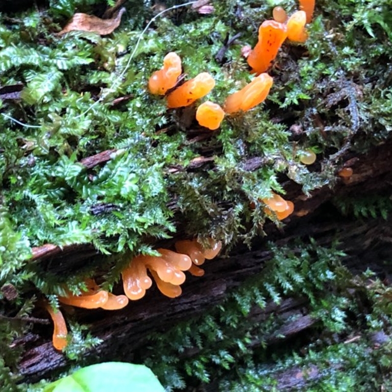 Calocera sp.