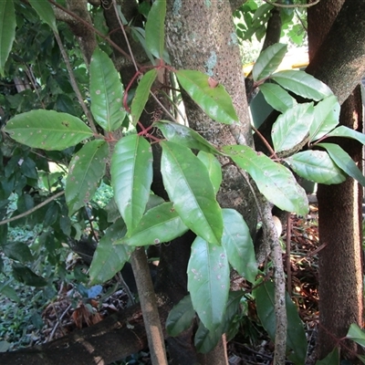 Tetrastigma nitens