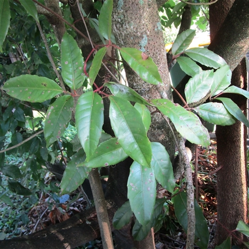 Tetrastigma nitens