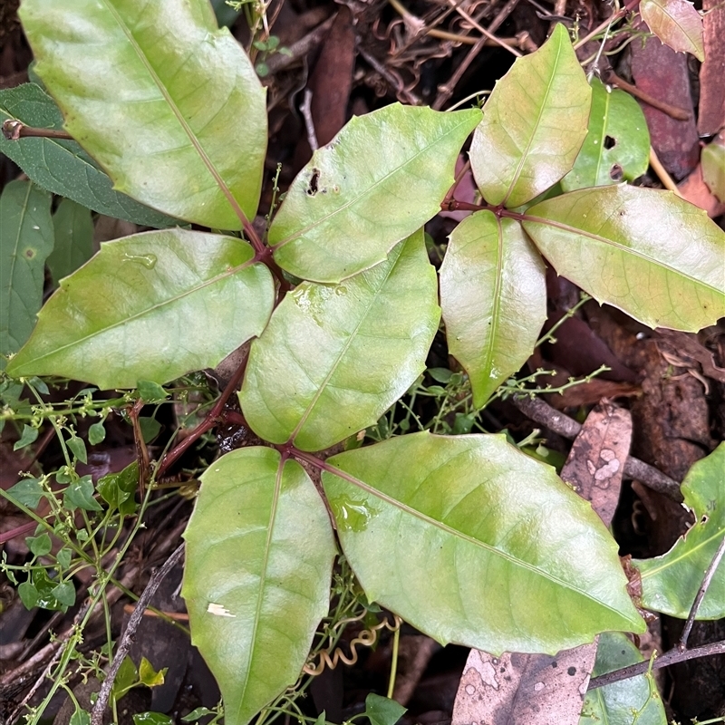 Tetrastigma nitens