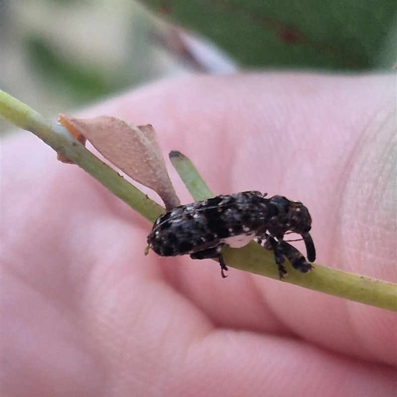 Isacantha dermestiventris