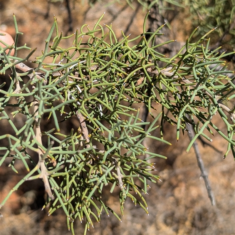 Hakea eyreana