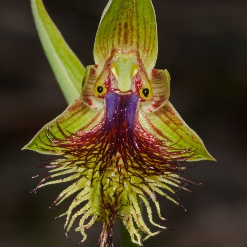 Calochilus campestris