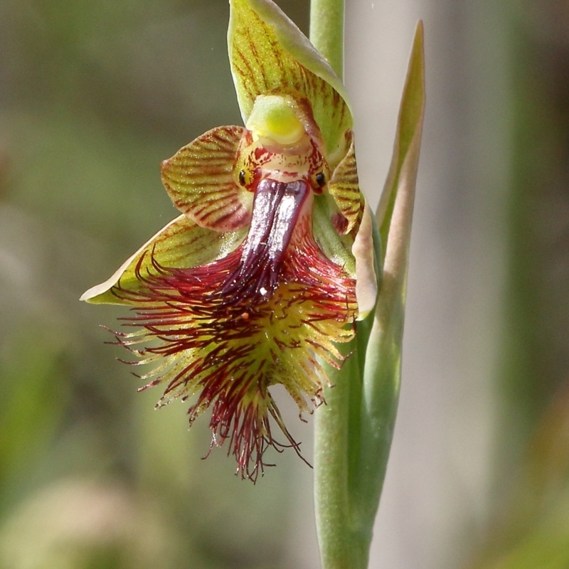 Calochilus campestris