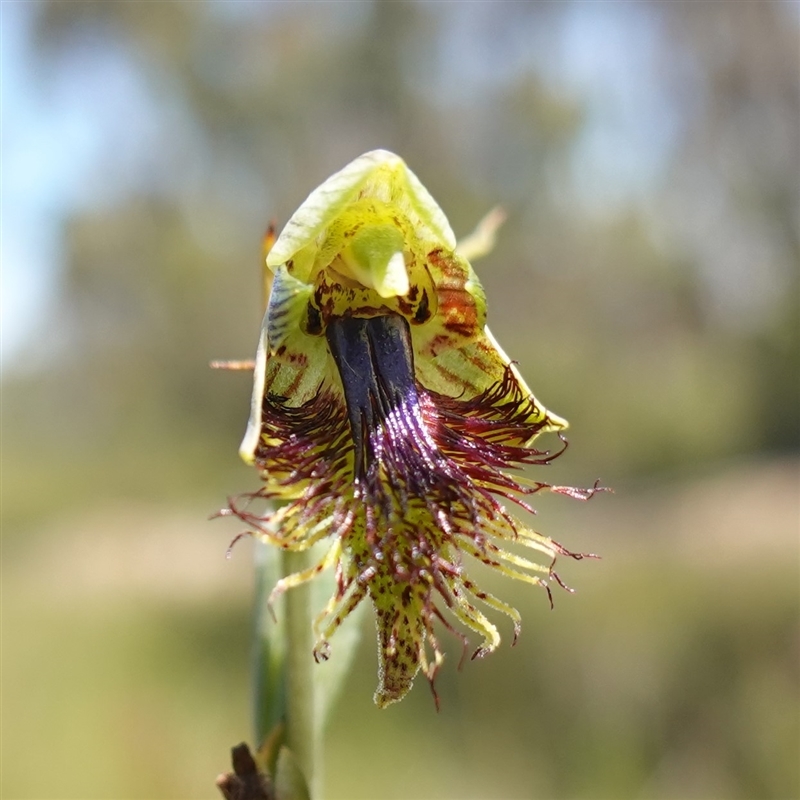 Calochilus campestris