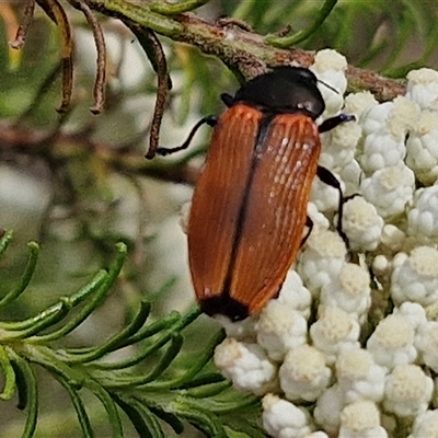 Castiarina amplipennis