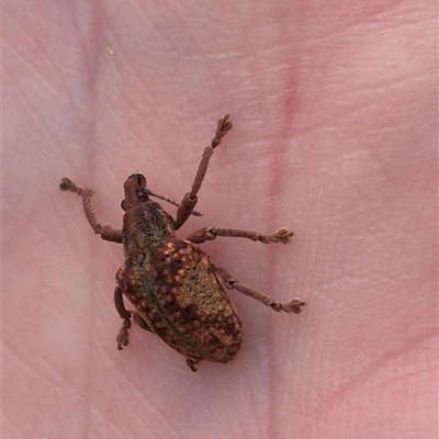 Gonipterus ferrugatus