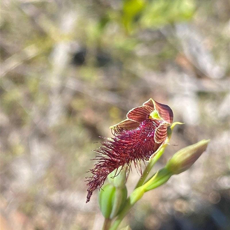 Calochilus gracillimus