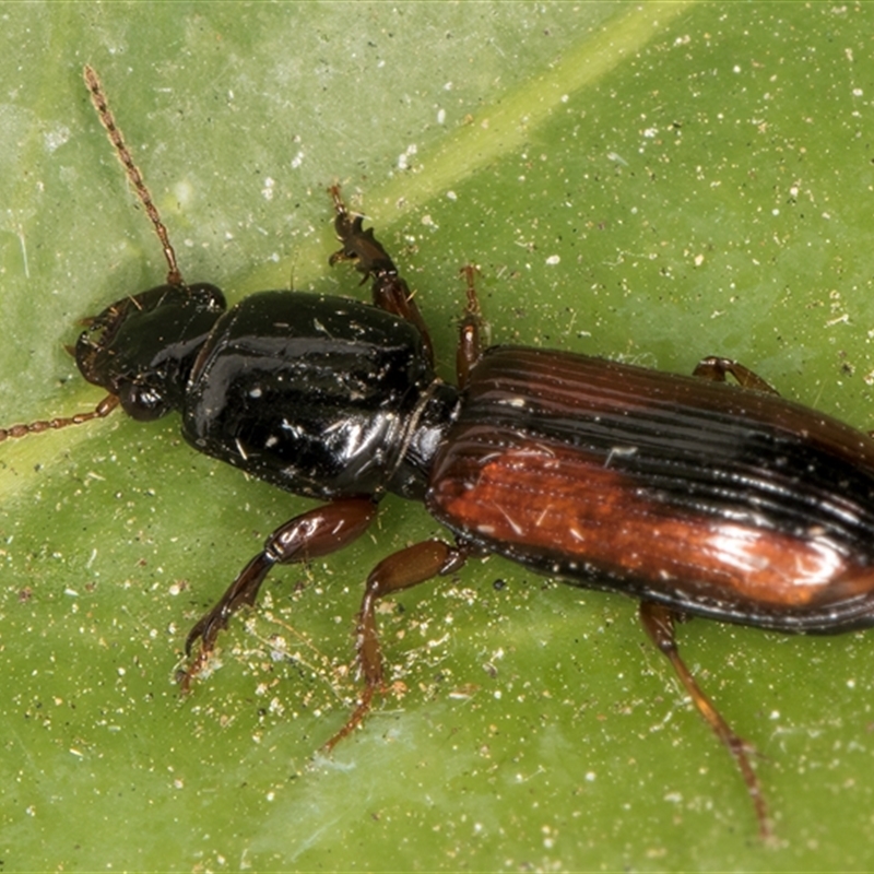 Clivina sp.