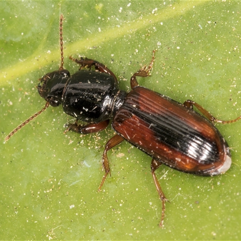 Clivina sp.