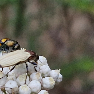 Castiarina luteipennis