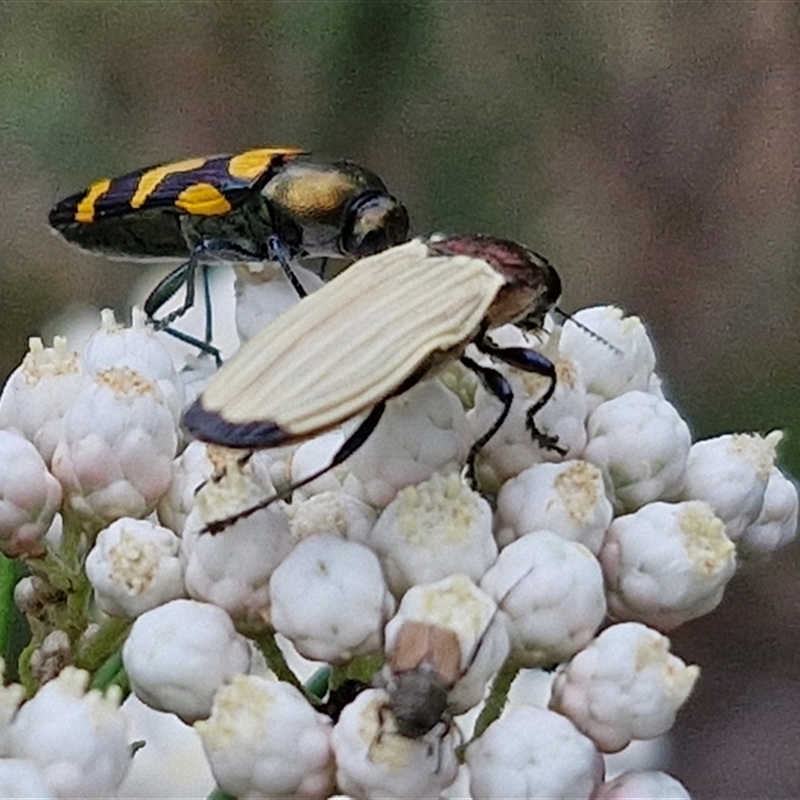 Castiarina luteipennis