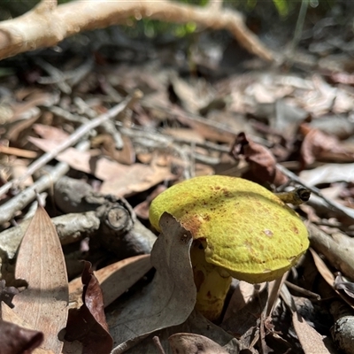 bolete