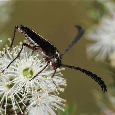 Distichocera maculicollis