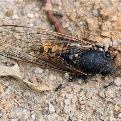 Plerapsalta incipiens