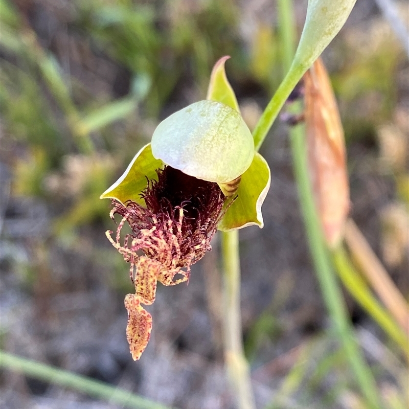 Calochilus grandiflorus