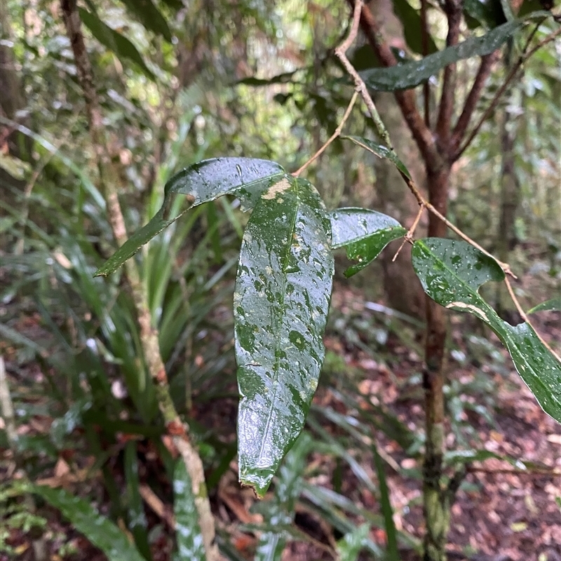 Syzygium cryptophlebium