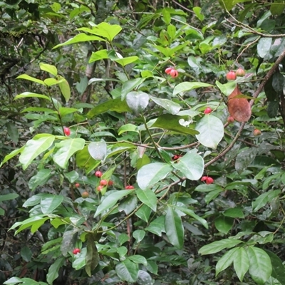 Euonymus australianus