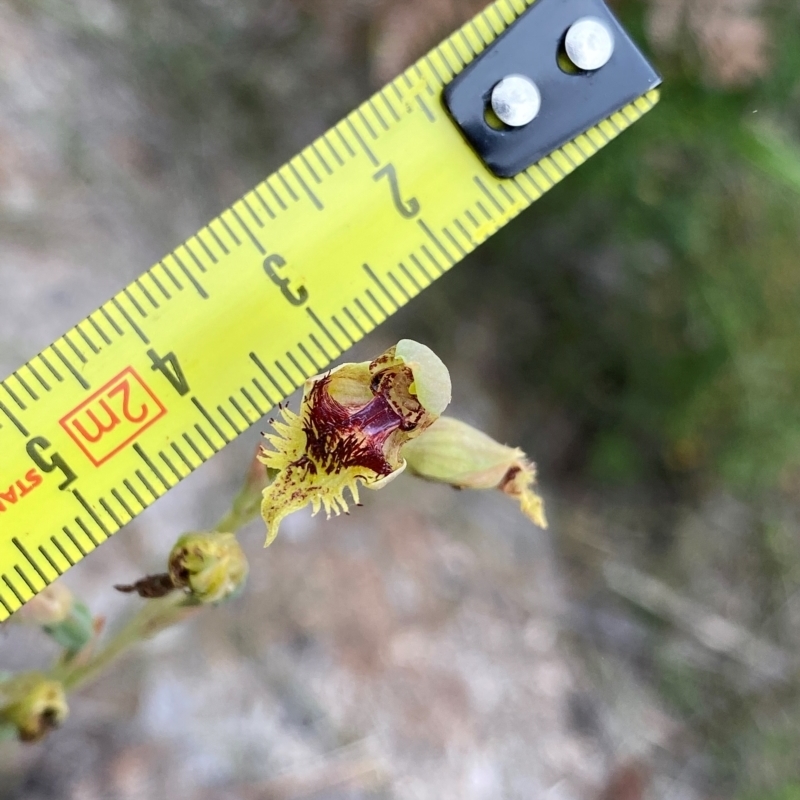 Calochilus herbaceus