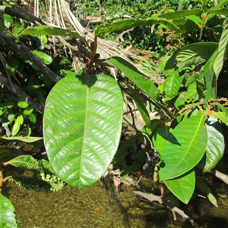 Cryptocarya murrayi