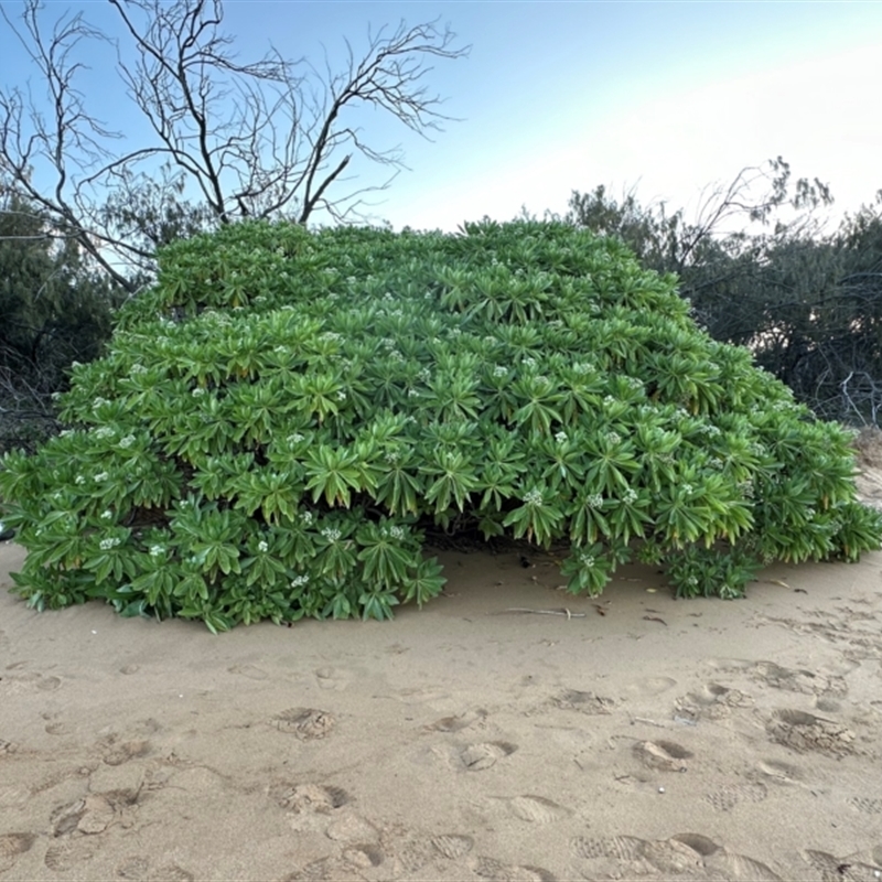 Argusia argentea