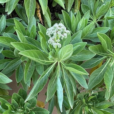 Argusia argentea