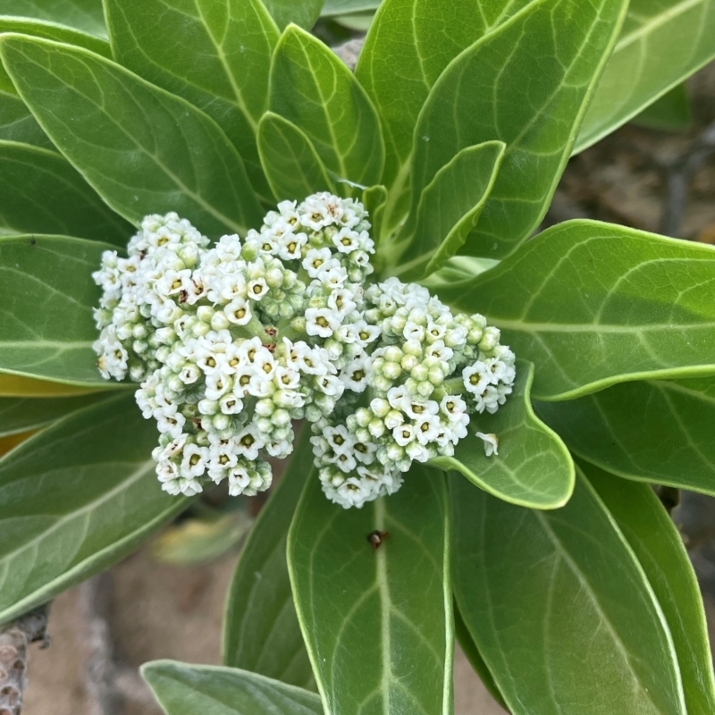 Argusia argentea