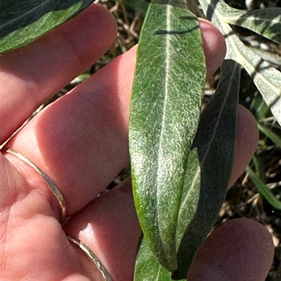 Grevillea banksii